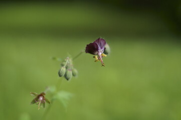 Background with dark purple wildflower, Black widow, Geranium phaeum
