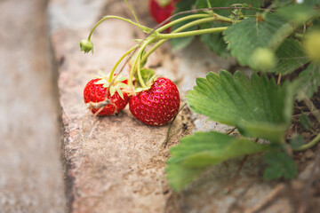 Couple of organic strawberries in the garden.