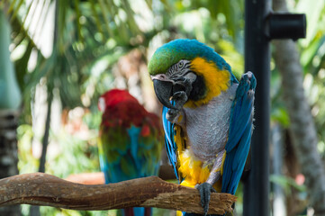 Parrot in the Miami Seaquarium © Simon