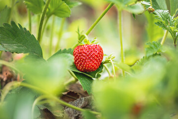 Organic strawberry in the garden, surrounded with strawberry leaves.
