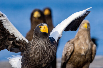 Adult Steller`s sea eagle. Close up portrait. Scientific name: Haliaeetus pelagicus. Blue...