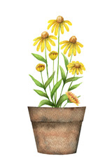 Watercolor vector card with a echinacea in a ceramic pot. - obrazy, fototapety, plakaty