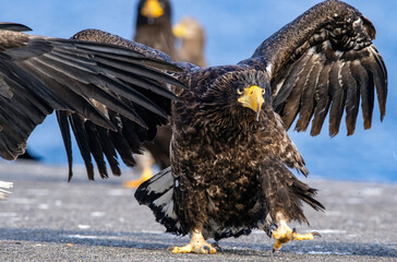 Eagle with wings spread. Adult Steller`s sea eagle. Close up portrait. Scientific name: Haliaeetus pelagicus.