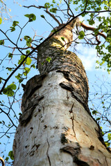 View along trunk of tree attacked/destroyed by scolytinae beetle / bug. Bark is missing in some parts and we can see holes in the wood. Big environmental issue in the central Europe.