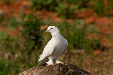 Bird of peace: white pigeon