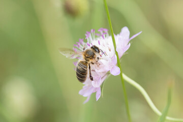 Bee pollinating a lilac flower