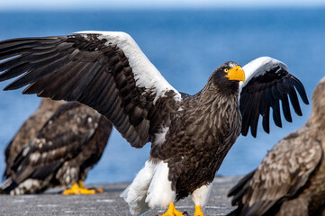 Adult Steller`s sea eagle spread its wings. Front view, Close up portrait of Adult Steller's sea eagle. Scientific name: Haliaeetus pelagicus. . Blue background.