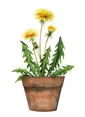 Watercolor vector card with a dandelion in a ceramic pot.