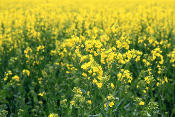 A field of a mustard yellow plant called rapeseed near the Chotuc hill in th Central Bohemian region.