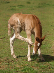 Naklejka na ściany i meble Rare Breed Foal