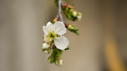 apple tree blossom