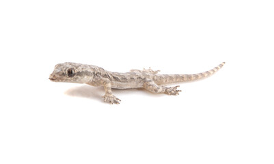 Naklejka premium House lizard isolated on white.