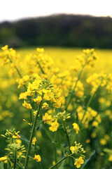 Obraz premium A field of a mustard yellow plant called rapeseed near the Chotuc hill in th Central Bohemian region. A closeup of an isolated plant in the foreground and whole field and Chotuc in the background.