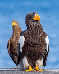 Adult Steller`s sea eagle. Close up portrait. Scientific name: Haliaeetus pelagicus. Blue background.