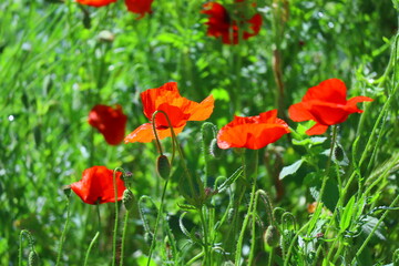Fototapeta na wymiar beautiful red poppies. poppies in the wind