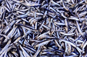 Fish anchovy background on ice in fishermen market store shop. Seafood european pile of anchovy pattern on ice. Black sea anchovy fish placed in family Engraulidae. Heap of small little fish for sale