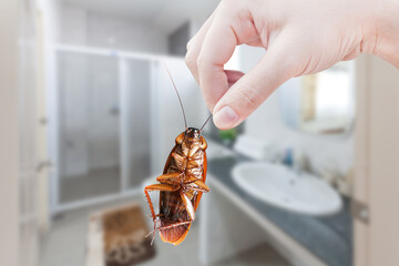 Hand holding brown cockroach on toilet background, eliminate cockroach in toilet,Cockroaches as...