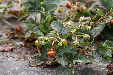 Strawberry leaves with red spots. Primary signs of fungal disease.
Diseases of the leaves of strawberries. Plant growing