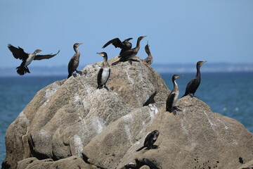 Cormorans sur un rocher  à Penmarc'h (France)