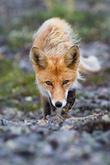 Crouching red fox (Vulpes vulpes). The fox creeps cautiously, looking eye to eye. Portrait of a wild fox in its natural habitat in the tundra. Arctic wildlife and animals. Chukotka, Siberia, Russia.