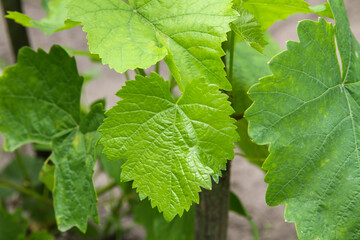 Green leaves of healthy grapes close-up on a branch in the garden.