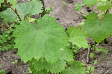 Green leaves of healthy grapes close-up on a branch in the garden.
