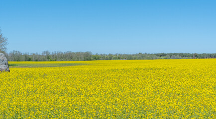 Obraz premium rapeseed field with blue sky