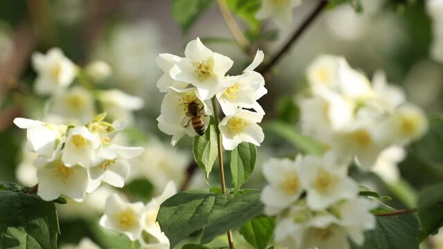 Bees on orange blossom flowers. Beautiful bokeh and evening sunny light in the frame. Beautiful white flowers, aromatherapy.