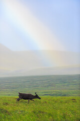 Beautiful northern landscape with a wild reindeer in the tundra and a rainbow. Amazing arctic...