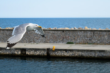 Single seagull in flight at Alexandroupolis, Greece, Aegean sea