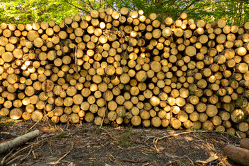 pile of wood in the green forest