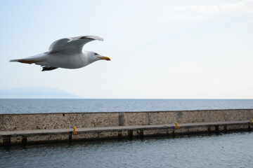 Single seagull in flight at Alexandroupolis, Greece, Aegean sea