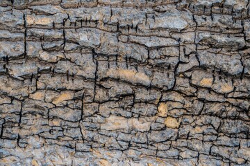 The bark is the outermost layer of the trunk tree texture.