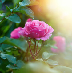 buds of pink blooming roses in the garden, rays of the bright sun
