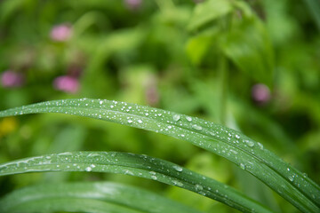 Leaves of juicy grass close-up. Dew drops, rain drops on plant stems. Background, texture. The concept of freshness and renewal.