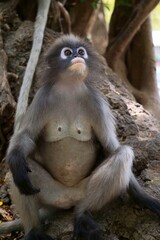 Fototapeta premium Close up​ Dusky leaf monkey on the tree at Khao lom muak, Prachuap Khiri Khan, Thailand. 