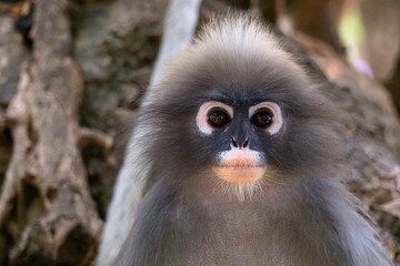 Close up​ Dusky leaf monkey on the tree at Khao lom muak, Prachuap Khiri Khan, Thailand. 