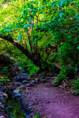 green forest in a natural setting of the canaries with a sun water channel and beautiful wild plants.