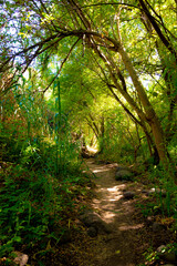 green forest in a natural setting of the canaries with a sun water channel and beautiful wild plants.