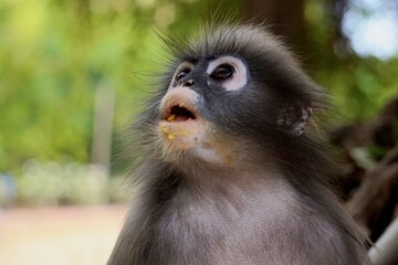 Close up​ Dusky leaf monkey on the tree at Khao lom muak, Prachuap Khiri Khan, Thailand. 