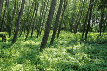 Fototapeta na wymiar bosco con alberi storti, wood with crooked trees
