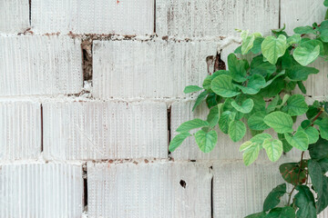 aged brick wall and plant background in front