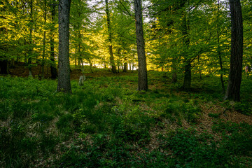 sunset over colorful spring forest .