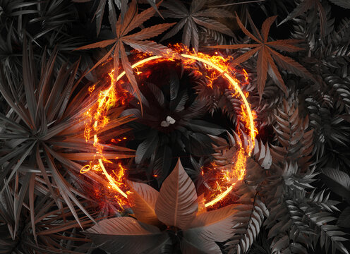 Fototapeta 3d rendering of circle shape in fire over tropical plants. Flat lay of minimal nature style concept