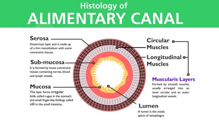 Fototapeta na wymiar histology of Alimentary canal in Humans