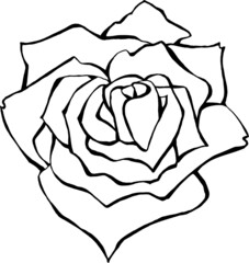 pattern roses flower white background isolate object