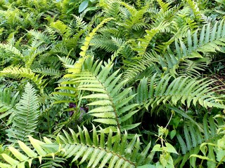 green fern leaves