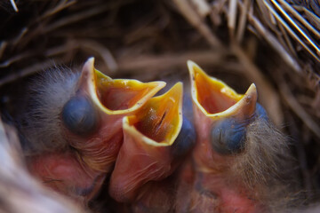 mavis songbird, Turdus philomelos nest with cute little chicks close up. In spring, songbirds build nests and hatch chicks. © sergeialyoshin