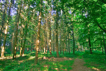 forest in the morning