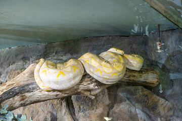 snake in the terrarium